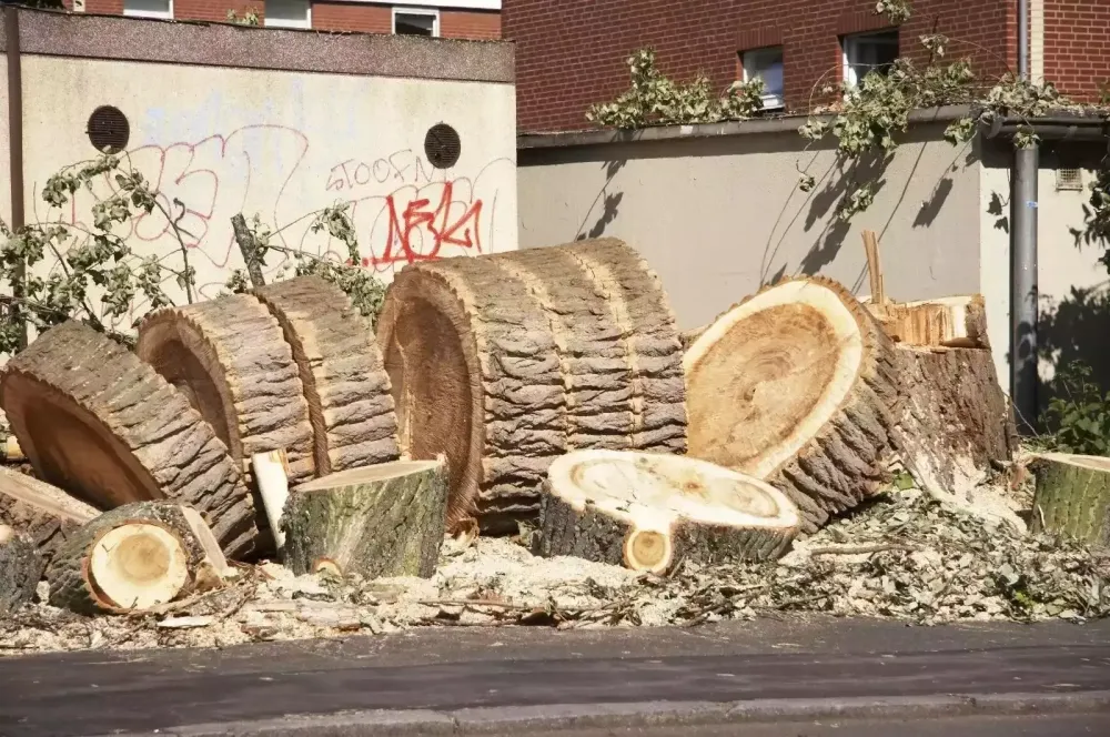 dessouchage-rabotage-nimes.jpg